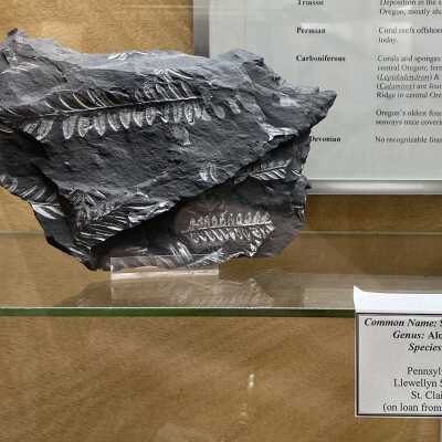 Fern Fossil in shale