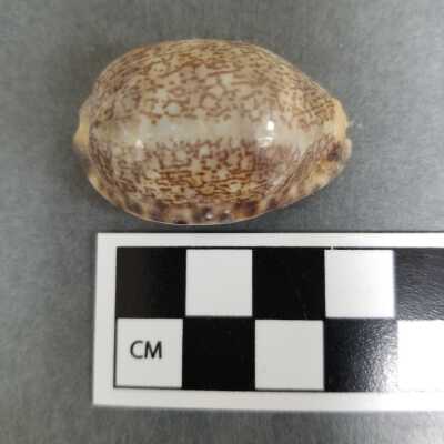 Seashell