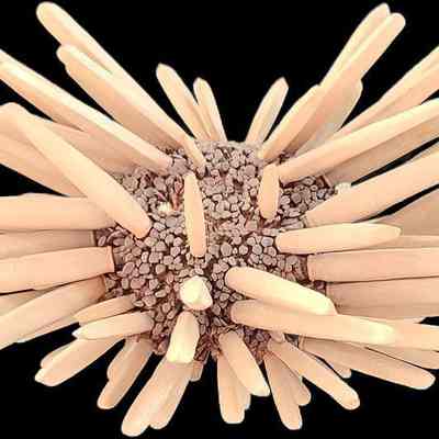 Pencil Urchin