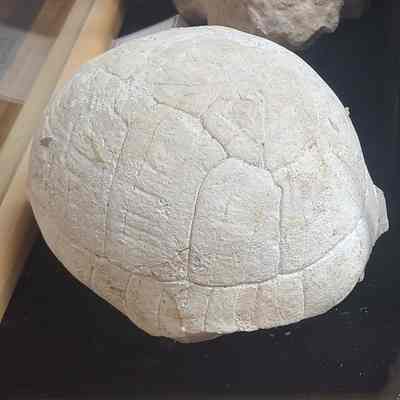 Chisternon (Turtle) Shell