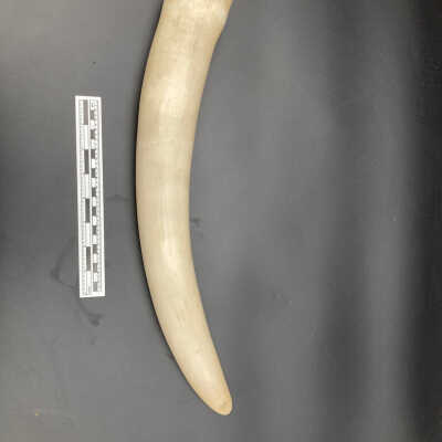 Ivory tusk
