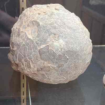 Dinosaur Egg