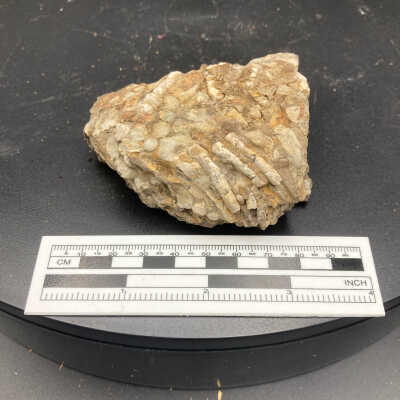 Fossil