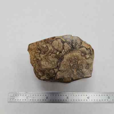 Stromatolite