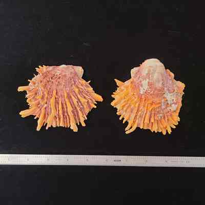 Pacific Thorny Oyster