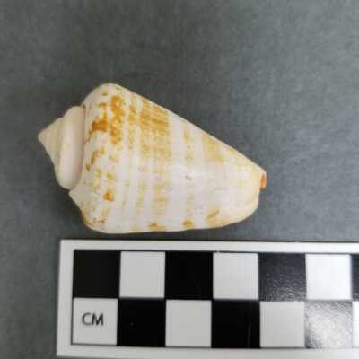 Seashell