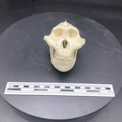 Australopithecus boisei skull (cast)