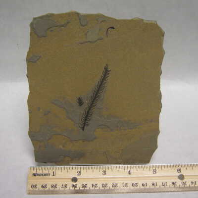 Primitive Conifer Neeldes