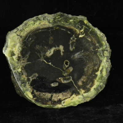 Petrified Wood