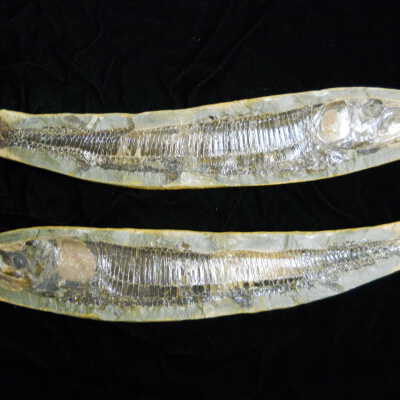 Fish Fossil