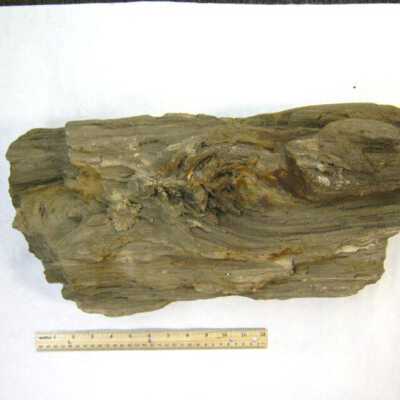 Limb Cast