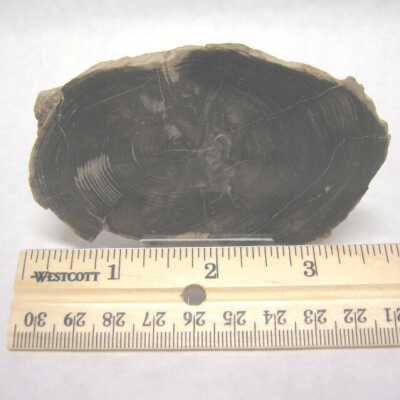 Limb Cast