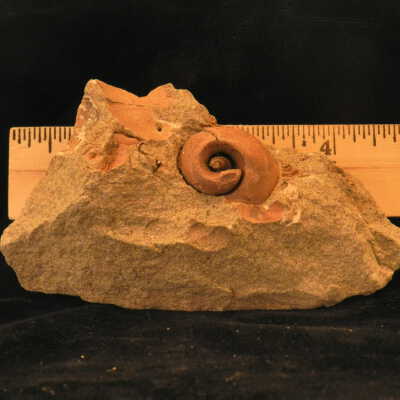 Gastropod