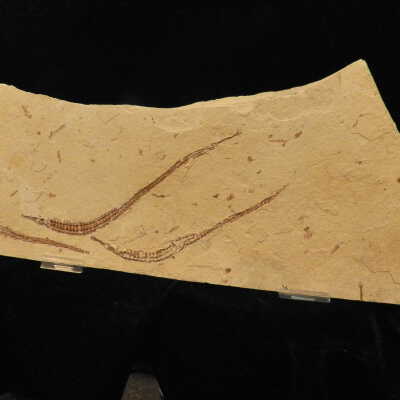 Syngnathus (pipefish)