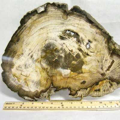 Petrified Wood