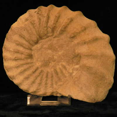 Ammonite