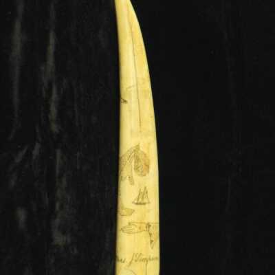 Scrimshaw