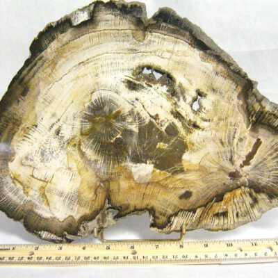 Petrified Wood