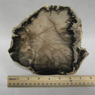 Tan Oak