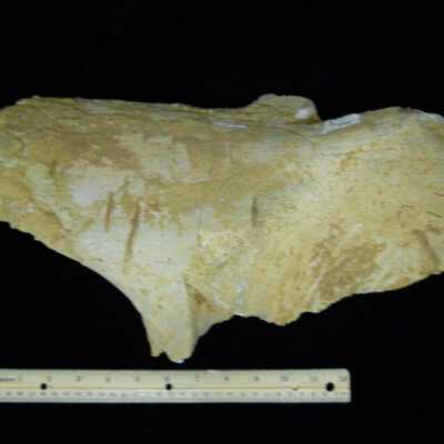 Spinosaurus (Ishium)