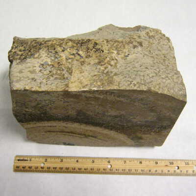 Petrified Wood
