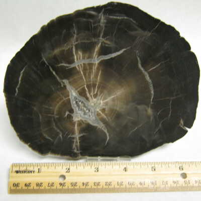 Woodworthia