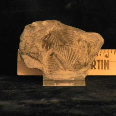 Lamp Shells