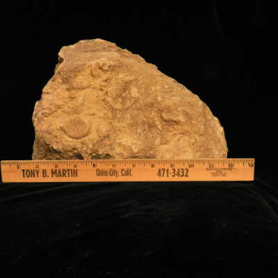 Sand Dollar (fossil)