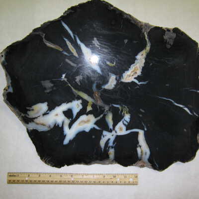 Sycamore