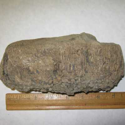 Teredo (Bivalve; Trace Fossil)