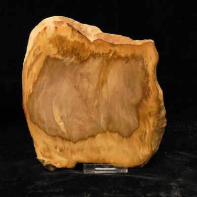 Petrified Wood