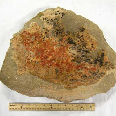Limb Cast