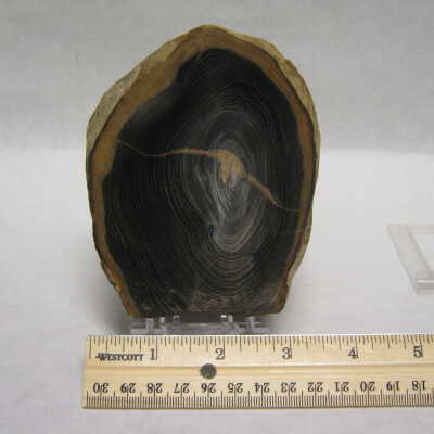 Spruce