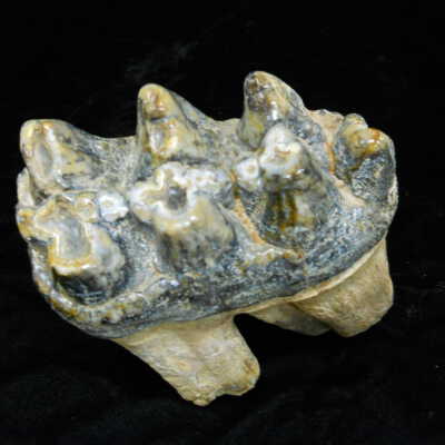 Mastodon (Tooth)