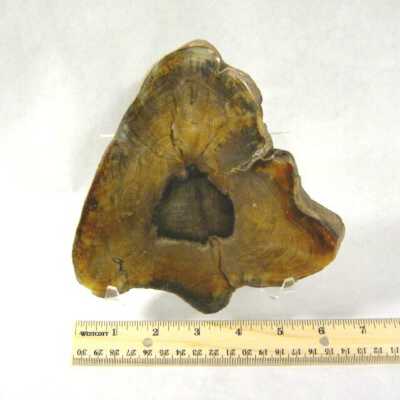 Petrified Wood