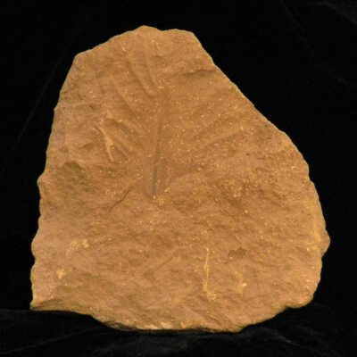 Coral (fossil)
