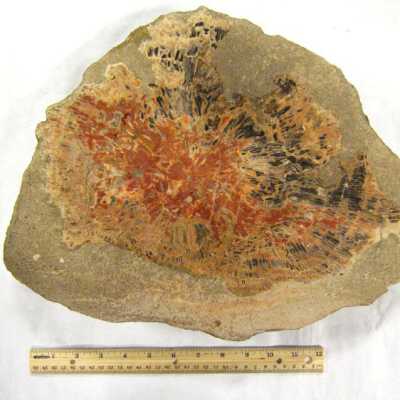 Limb Cast