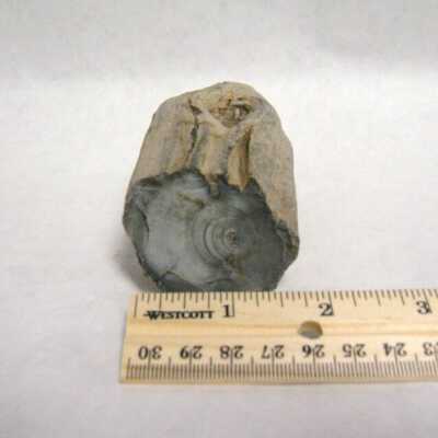 Petrified Wood