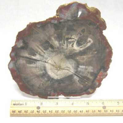Limb Cast