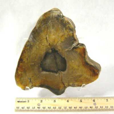Petrified Wood