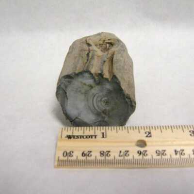 Petrifed Wood