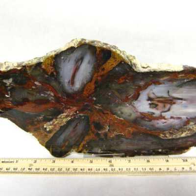 Petrified Wood