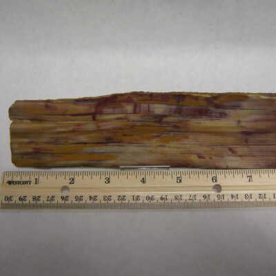 Sequoia