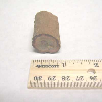 Limb Cast
