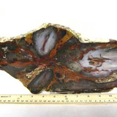Petrified Wood