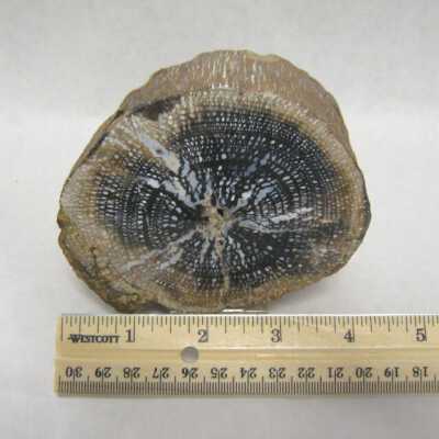 Limb Cast