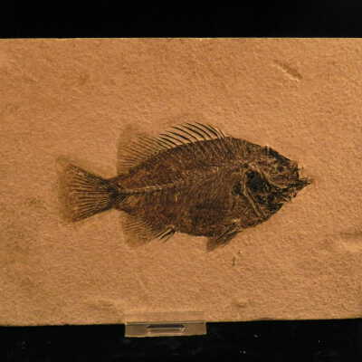 Mioplosus (Perch)