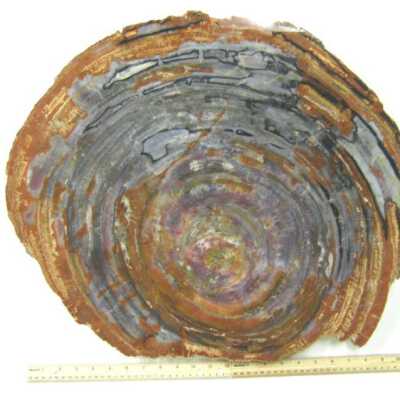 Limb Cast