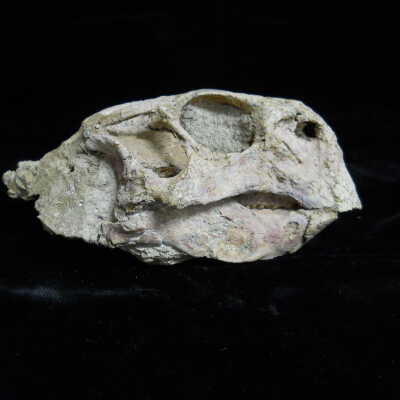 Psittacosaurus Skull