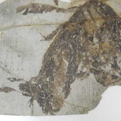 Palm Fossil